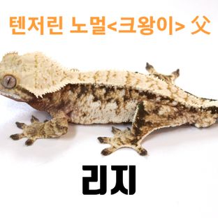리지