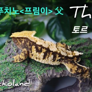토르