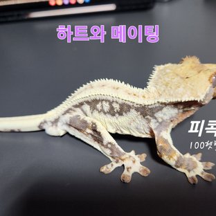 피콕