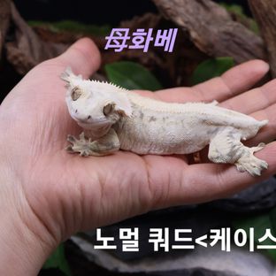 화베