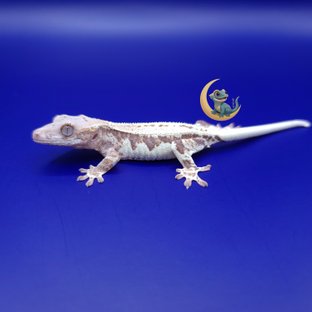 프라푸치노 풀핀 슈퍼스트라이프