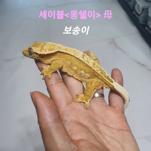 보송이
