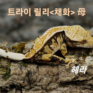 헤라
