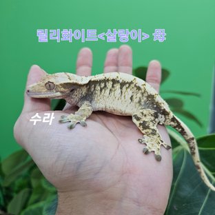 수라