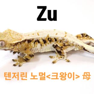 Zu