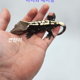 연탄