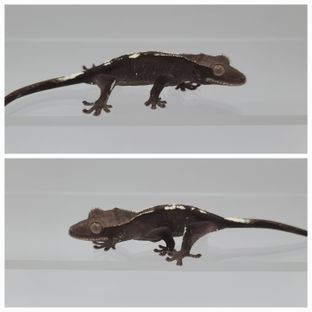 매연이