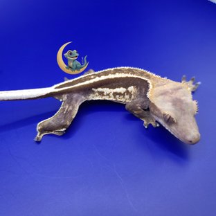 알티 풀핀 엠티백 화이트핀 쿼드 노멀