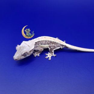 릴리화이트 풀핀