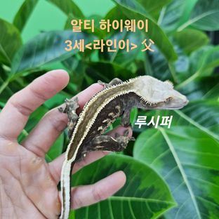 루시퍼(하이웨이2세)