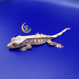 노멀 트라이 익스트림할리퀸