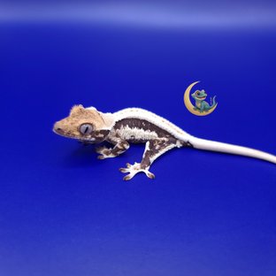 릴리화이트 풀핀