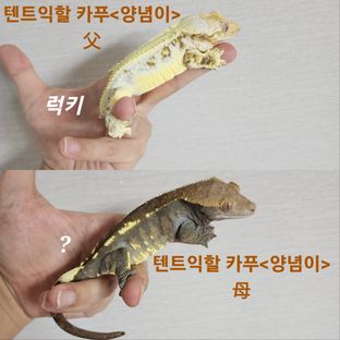 카푸