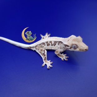 릴리화이트 솔리드백