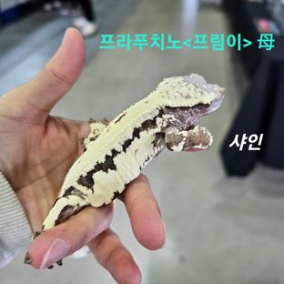 샤인