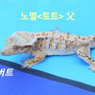 알버트
