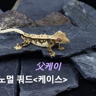 케이