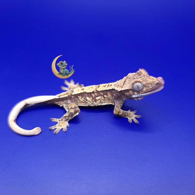 노멀 트라이 익스트림할리퀸