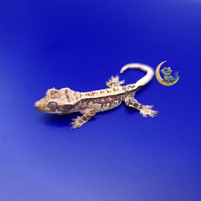 노멀 트라이 익스트림할리퀸