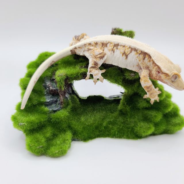 릴리화이트 트라이