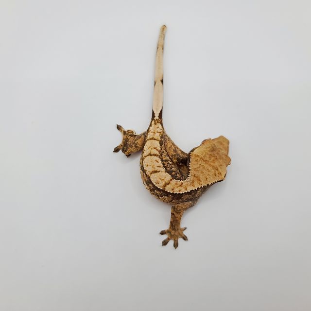 트라이 노멀 텐저린 화이트포트홀