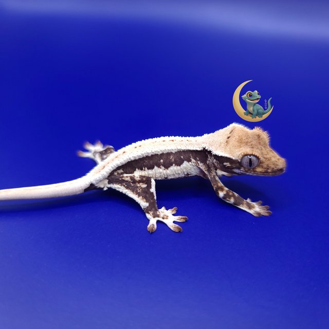 릴리화이트 풀핀