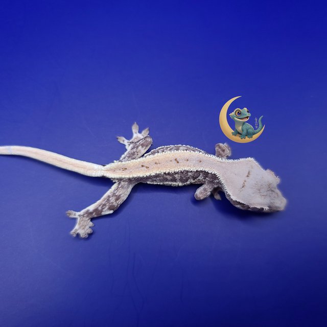 릴리화이트 풀핀