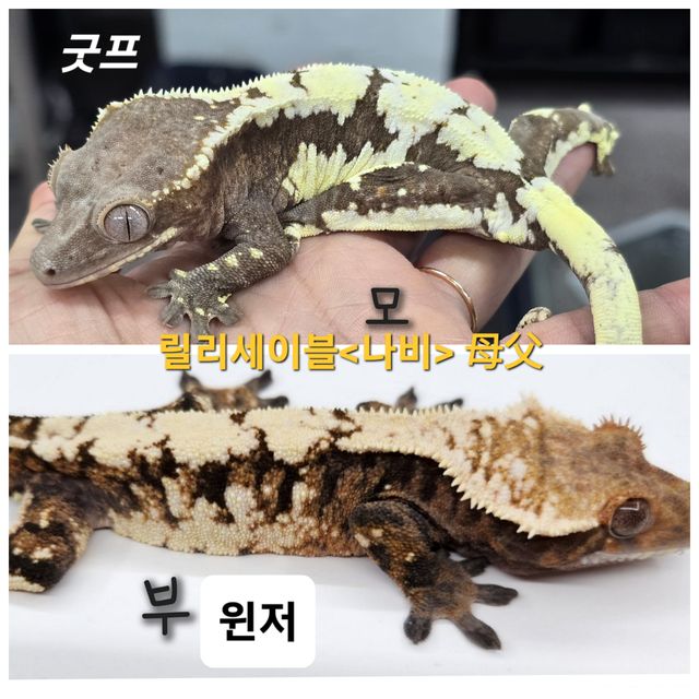 프라푸치노