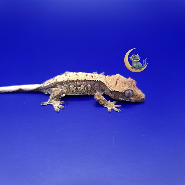 노멀 트라이 익스트림할리퀸