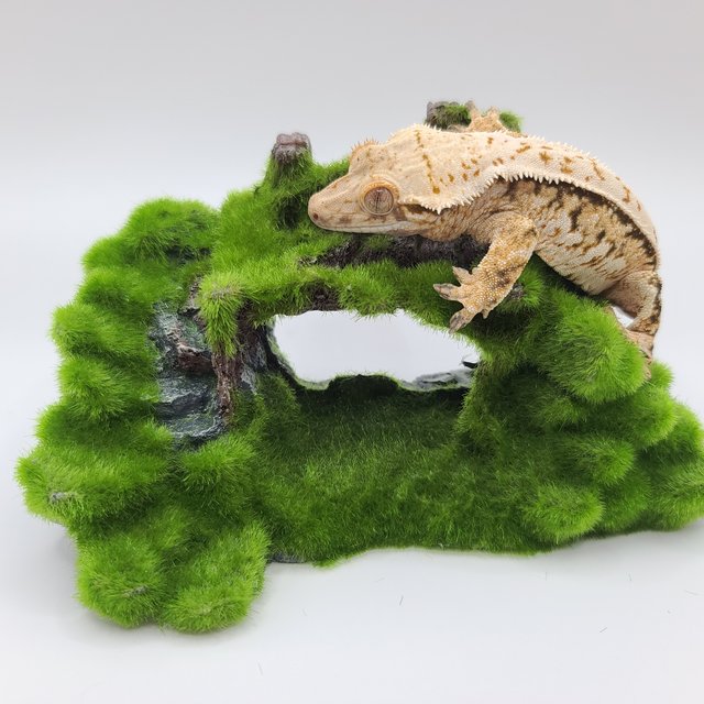 노멀 트라이 익스트림할리퀸