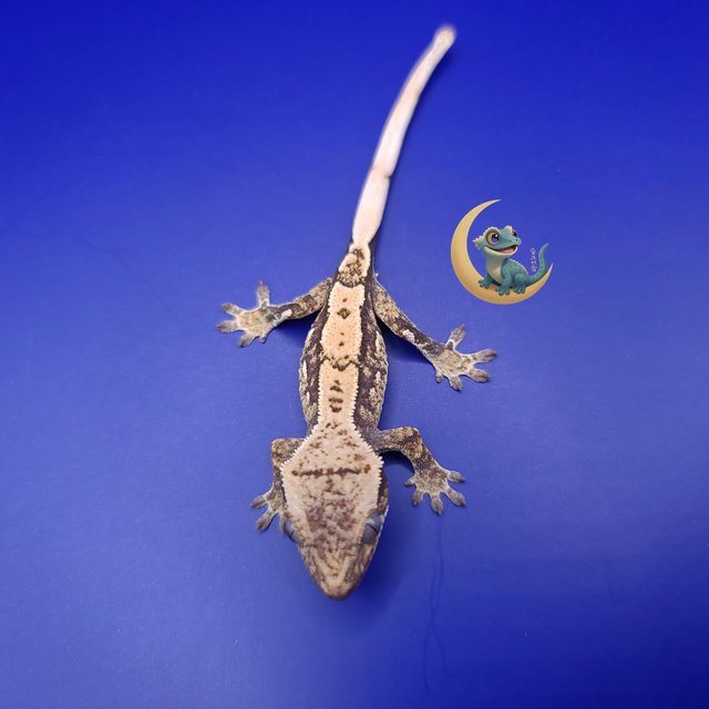 노멀 트라이 익스트림할리퀸