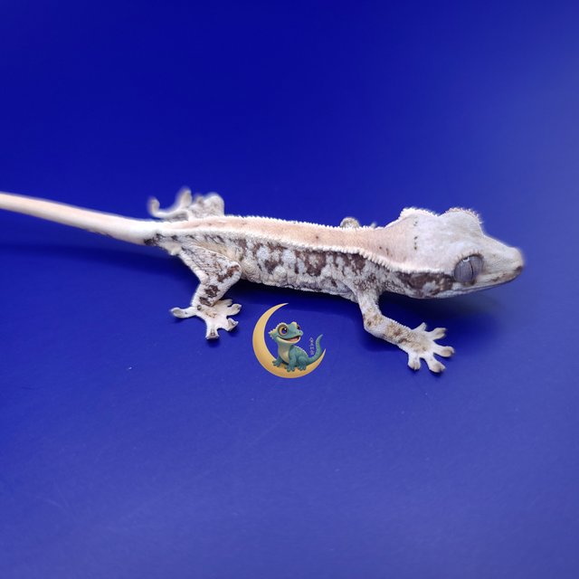 릴리화이트 풀핀