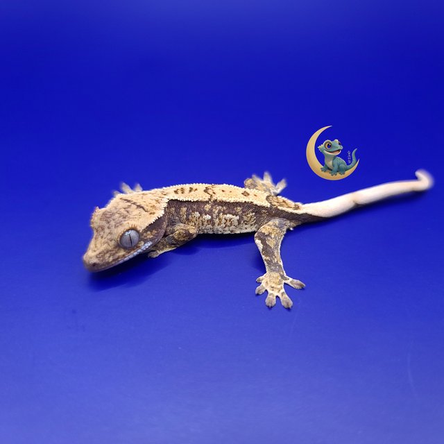 노멀 트라이 익스트림할리퀸