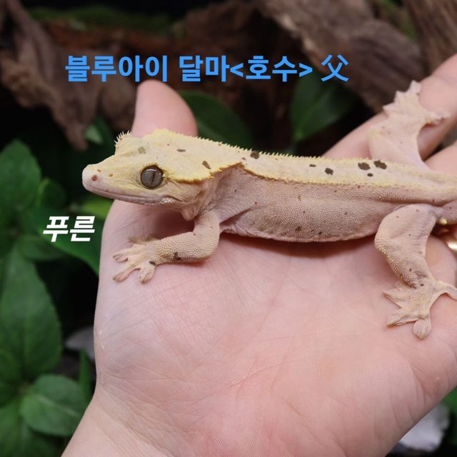 달마시안