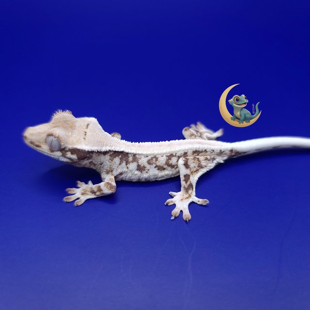 릴리화이트 솔리드백