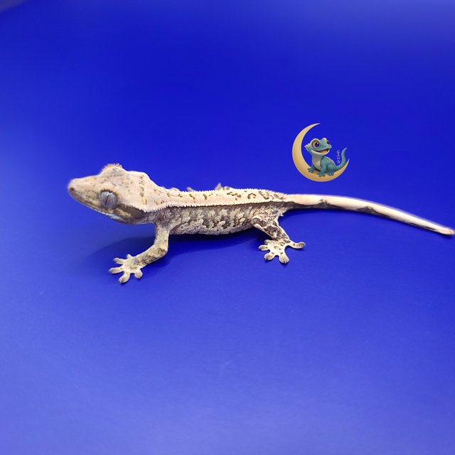 노멀 트라이 익스트림할리퀸