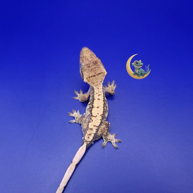 노멀 트라이 익스트림할리퀸