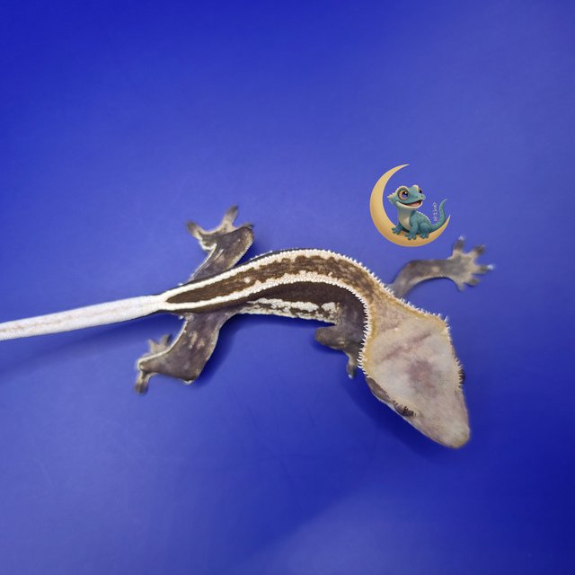 알티 풀핀 엠티백 화이트핀 쿼드 노멀