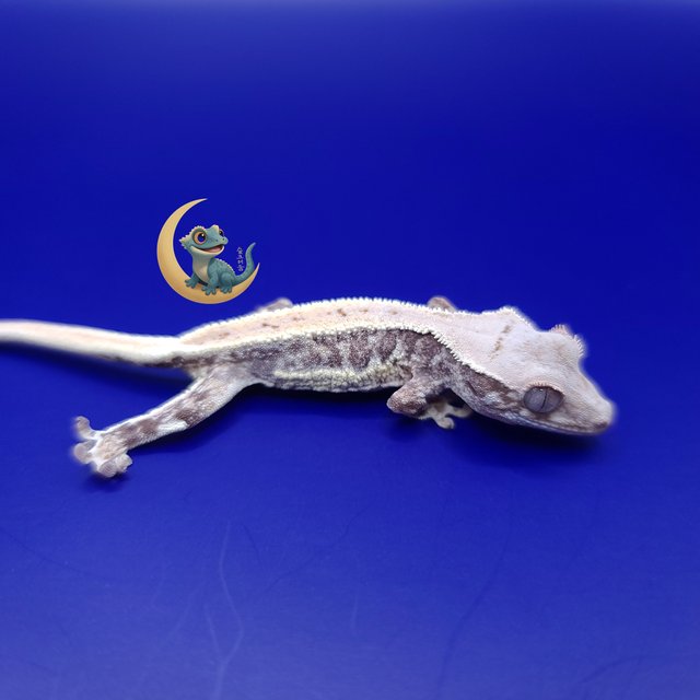 릴리화이트 풀핀