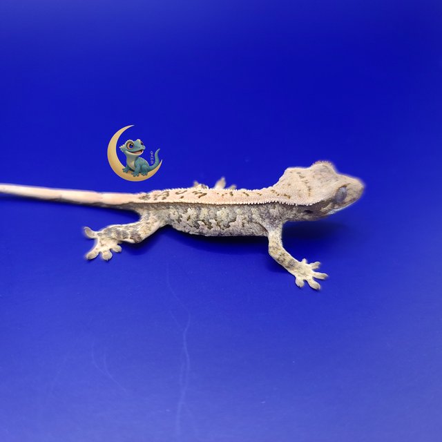 노멀 트라이 익스트림할리퀸