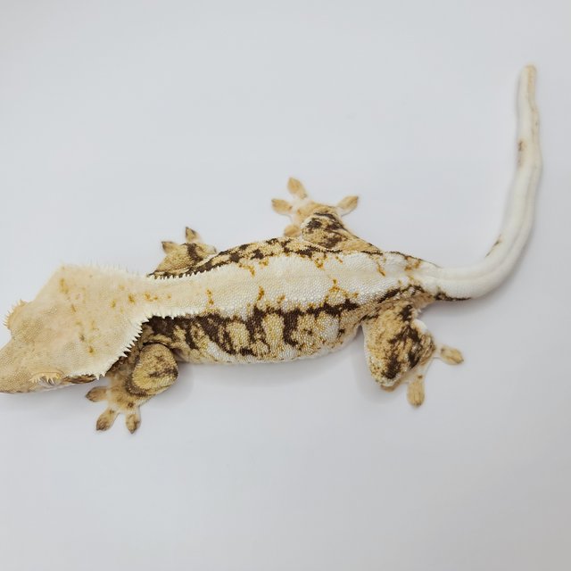 릴리100%헷아잔틱