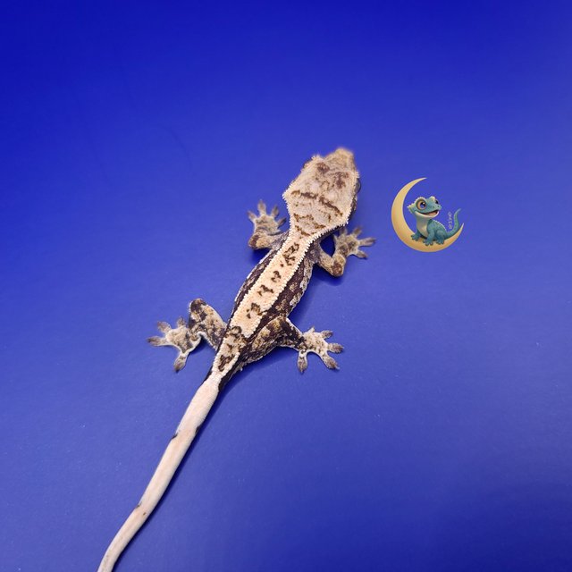 노멀 트라이 익스트림할리퀸