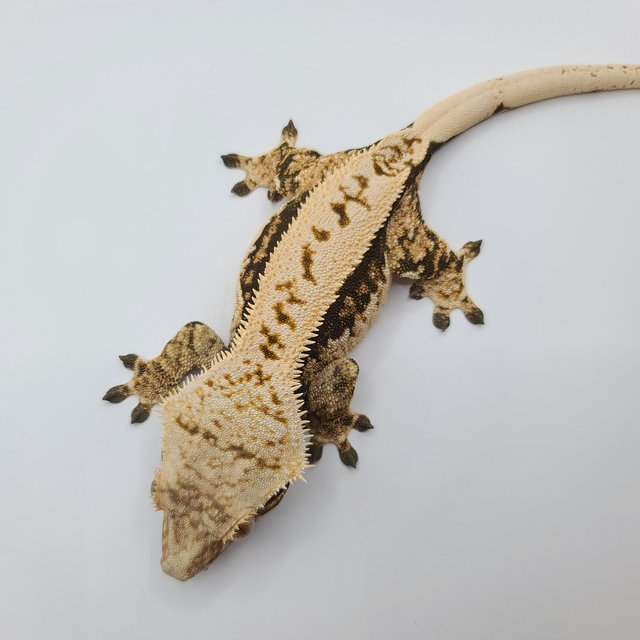 노멀 익스트림할리퀸