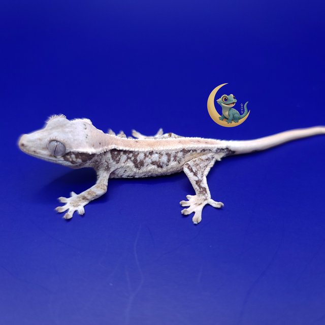 릴리화이트 풀핀