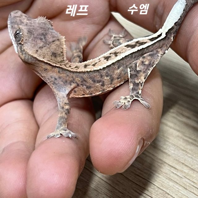 크림 카푸치노 풀핀 팬텀