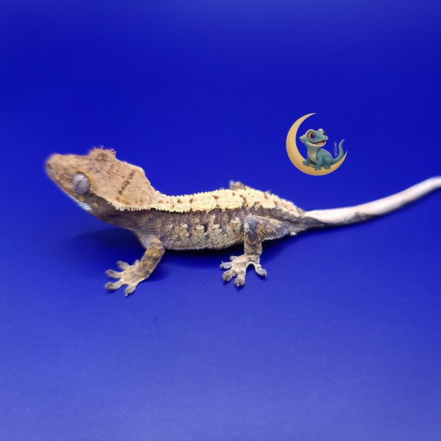 노멀 트라이 익스트림할리퀸