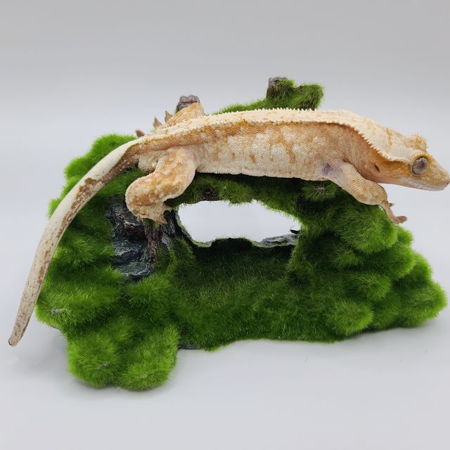 레드 화이트스팟 익스트림할리퀸 노멀