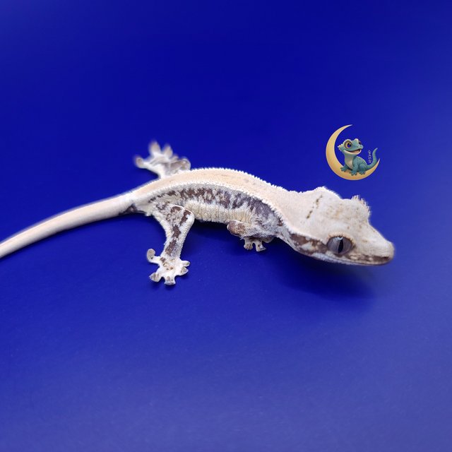 릴리 세이블 풀핀 솔리드백