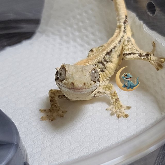 릴리화이트 풀핀