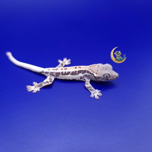 프라푸치노 풀핀